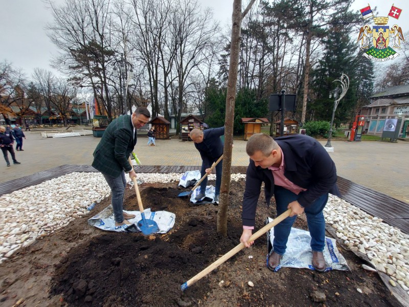 ZASAĐEN PLATAN U CENTRU BANjE