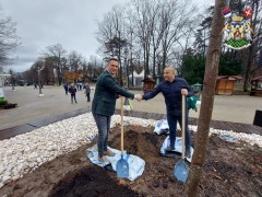 ЗАСАЂЕН ПЛАТАН У ЦЕНТРУ БАЊЕ